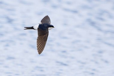 Suyun üstünde böcek yakalayan ortak ev Martin 'i (Delichon urbicum)