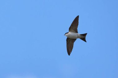 Uçarken ortak ev Martin (Delichon urbicum)