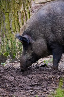 Doğal yaşam alanında yaban domuzu (Sus Scrofa )