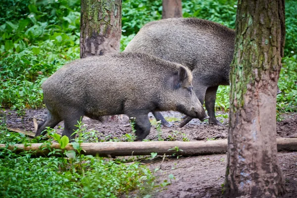 Wilde Zwijnen Natuurlijke Habitat Sus Scrofa — Stockfoto