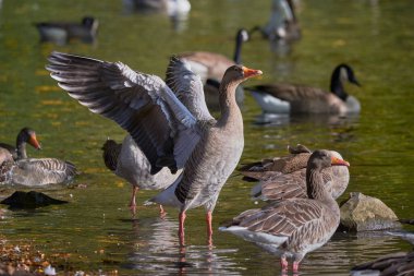 Greylag Goose flapping wings (Anser anser) clipart
