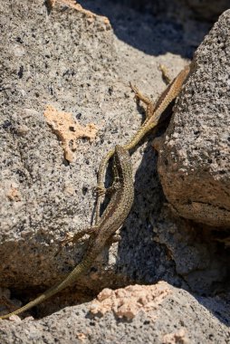 Başka bir kertenkeleyi ısıran yaygın duvar kertenkelesi (Podarcis Muralis)