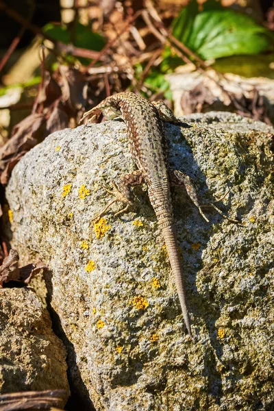 Mur Commun Lézard Bronzant Sur Rocher Matin Podarcis Muralis — Photo