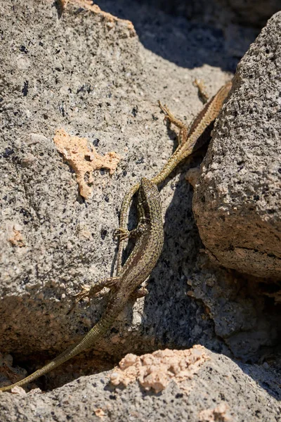 Başka bir kertenkeleyi ısıran yaygın duvar kertenkelesi (Podarcis Muralis)