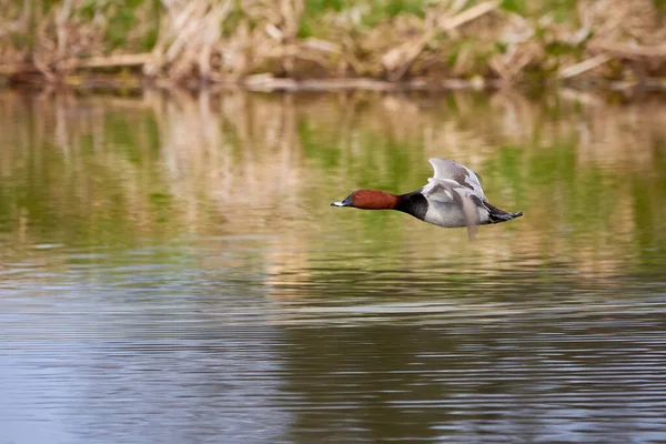 Pochard Commun Vol Aythya Ferina Oiseau Vol — Photo