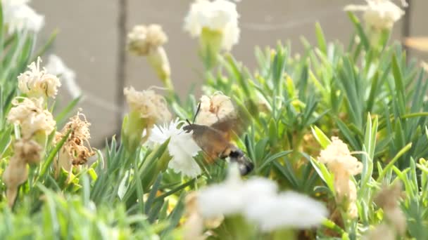 Kolibřík Jestřáb Můra Macroglossum Stellatarum Zpomalené Záběry — Stock video