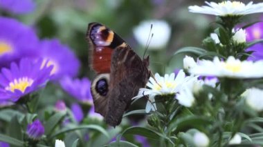 Tavus kuşu kelebeği çiçek nektarıyla beslenir (Aglais io )