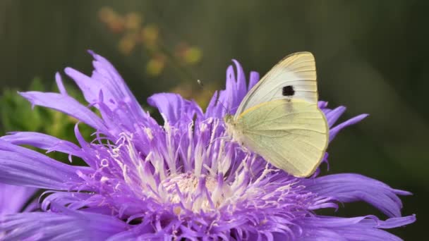 Papillon Chou Grande Fleur Blanche Pieris Brassicae Nourrissant Stokesia Laevis — Video