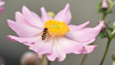 Syrphus ribesii uçan sinek Anemone çiçeğiyle besleniyor
