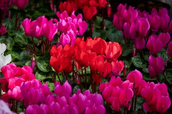 Red Pink Persian Cyclamen Flowering Plant Cyclamen Persicum — Stock Photo, Image