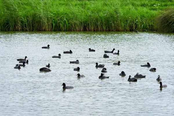 Eurasische Wurzelvögel Auf Dem See Fulica Atra — Stockfoto