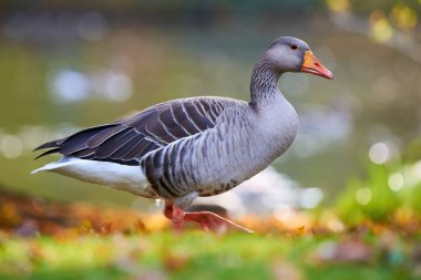 Greylag Goose sonbaharda sahada (Anser anser)