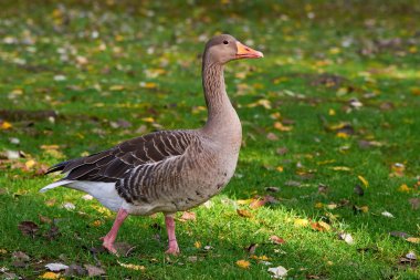 Greylag Goose sonbaharda sahada (Anser anser)