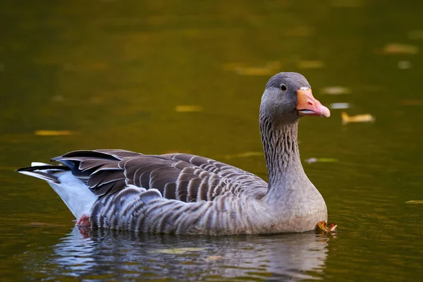 Ganso Greylag Nadando Uma Lagoa Anser Anser — Fotografia de Stock