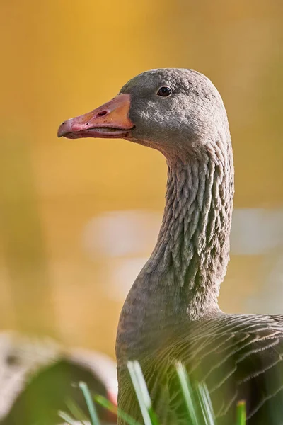 Greylag Goose Head Close Anser Anser — Fotografia de Stock