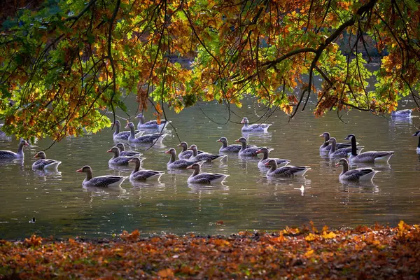 Gansos Greylag Lago Parque Furth Alemania Durante Temporada Otoño — Foto de Stock