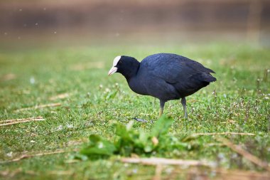 Avrasya yaban ördeği karada yiyecek arıyor (Fulica Atra )