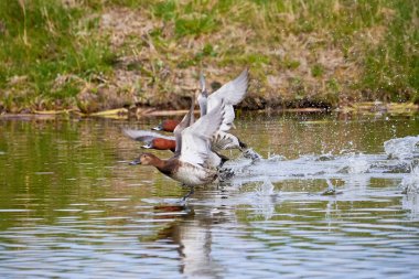 Uçarken üç yaygın pochard (Aythya ferina). Kuşlar uçuyor