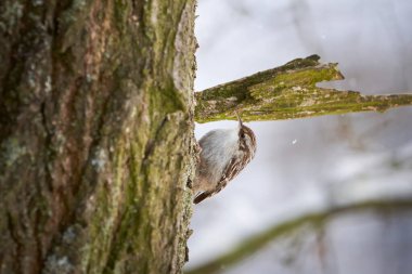 Avrasyalı ağaç yetiştiricisi kışın yiyecek arıyor (Certhia familiaris)