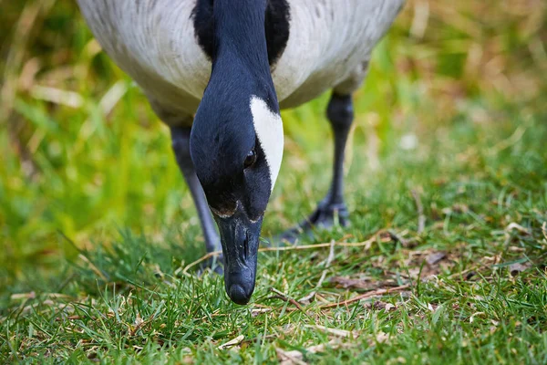 Ganso Canadá Comendo Grama Branta Canadensis — Fotografia de Stock