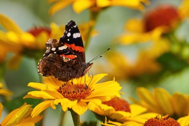 Kızıl Amiralin kelebeği çiçek nektarıyla beslenir (Vanessa atalanta )