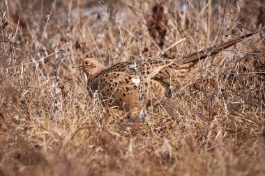 Doğal habitatta yaygın sülün dişi (Phasianus colchicus)