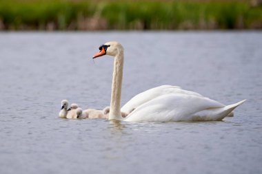 Gölde Cygnus Olor bitkileri yiyen cygnets ile dilsiz kuğular (Cygnus Olor )