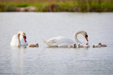Gölde Cygnus Olor bitkileri yiyen cygnets ile dilsiz kuğular (Cygnus Olor )