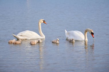 Gölde Cygnus Olor bitkileri yiyen cygnets ile dilsiz kuğular (Cygnus Olor )