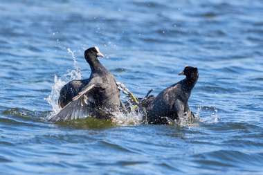 Avrasyalı Coots toprak (Fulica Atra) için savaşıyor. Savaşan Kuşlar