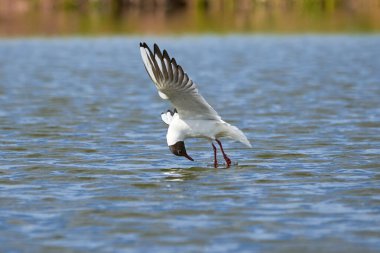 Martı suyun üzerinde uçar ve küçük balıkları yakalar.