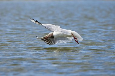 Martı suyun üzerinde uçar ve küçük balıkları yakalar.