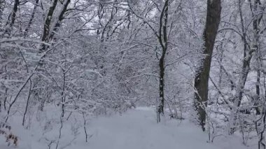 Karlı ormanda yürüyorum, ağaçlar karla kaplı.