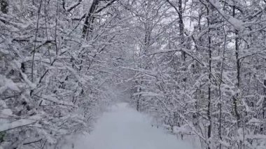 Karlı ormanda yürüyorum, ağaçlar karla kaplı.