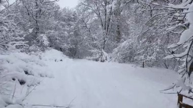 Karlı ormanda yürüyorum, ağaçlar karla kaplı.