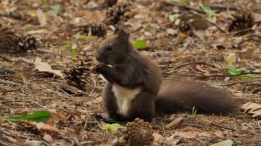 Avrasya kızıl sincabı ceviz yiyor (Sciurus vulgaris)