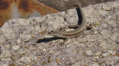 (Podarcis Muralis) Sabah taş üzerinde güneşlenen ortak duvar kertenkelesi)