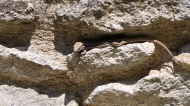 Bir taşın üzerinde dinlenen ortak duvar kertenkelesi (Podarcis Muralis )