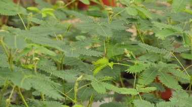 Mimosa pudica, aynı zamanda hassas bitki olarak da bilinir. Hassas bileşik birkaç dakika sonra dokunulduğunda ya da sallandığında hızlıca içe doğru kıvrılır ve sarkar..