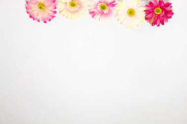 Gerbera çiçekleri beyaz arkaplanda metin için yeri olan çok renkli