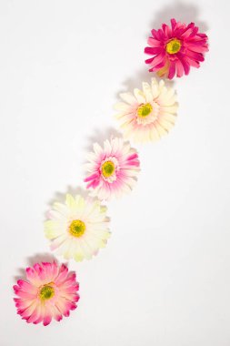 Gerbera çiçekleri beyaz arkaplanda metin için yeri olan çok renkli