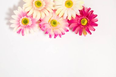 Gerbera çiçekleri beyaz arkaplanda metin için yeri olan çok renkli
