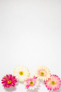 Gerbera çiçekleri beyaz arkaplanda metin için yeri olan çok renkli