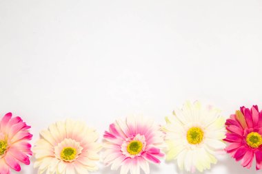 Gerbera çiçekleri beyaz arkaplanda metin için yeri olan çok renkli
