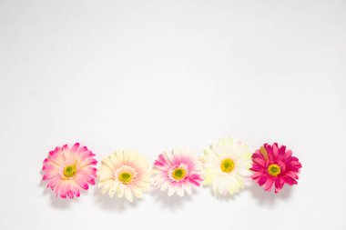 Gerbera çiçekleri beyaz arkaplanda metin için yeri olan çok renkli