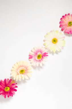 Gerbera çiçekleri beyaz arkaplanda metin için yeri olan çok renkli