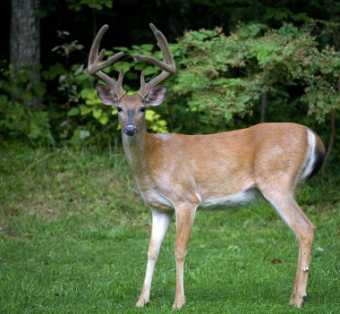 Ağaçlar yakınındaki büyük kova