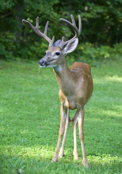 Buck med något i munnen — Stockfoto