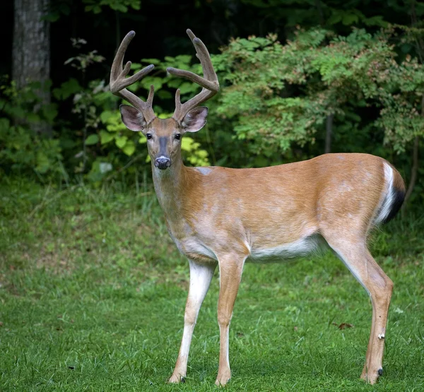 Big buck nära träden — Stockfoto