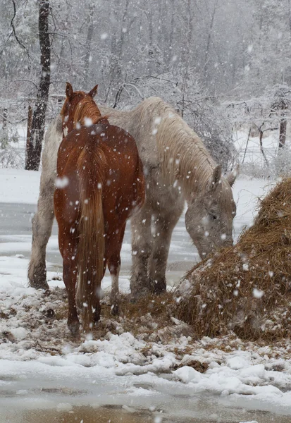 雪の中で馬 — ストック写真